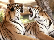 Tigers tigers